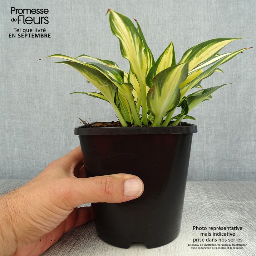 Exemplar von Hosta Remember Me - Garten-Funkie Topf mit 1,5L/2L wie im Sommer geliefert