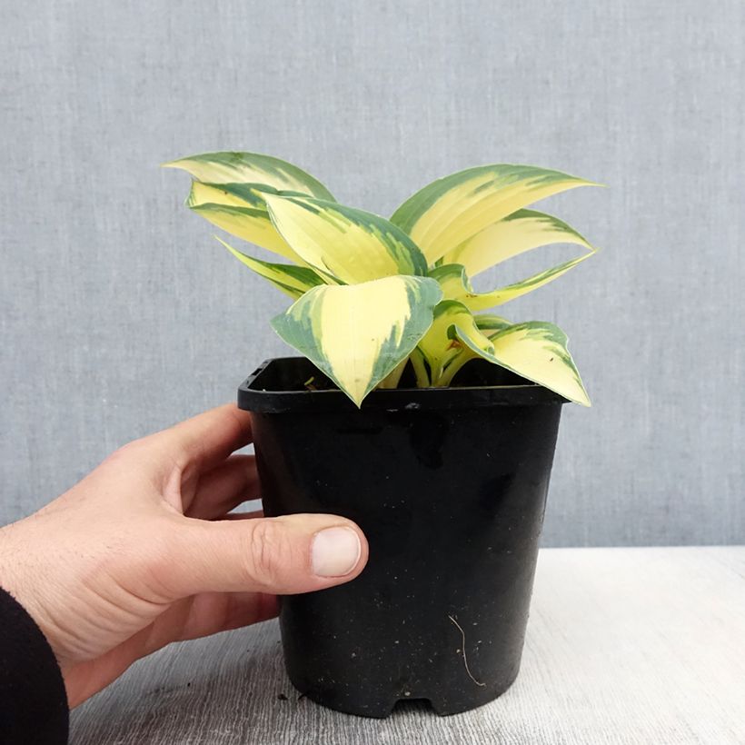 Exemplar von Hosta Remember Me - Garten-Funkie Topf mit 1,5L/2L wie im Frühjahr geliefert
