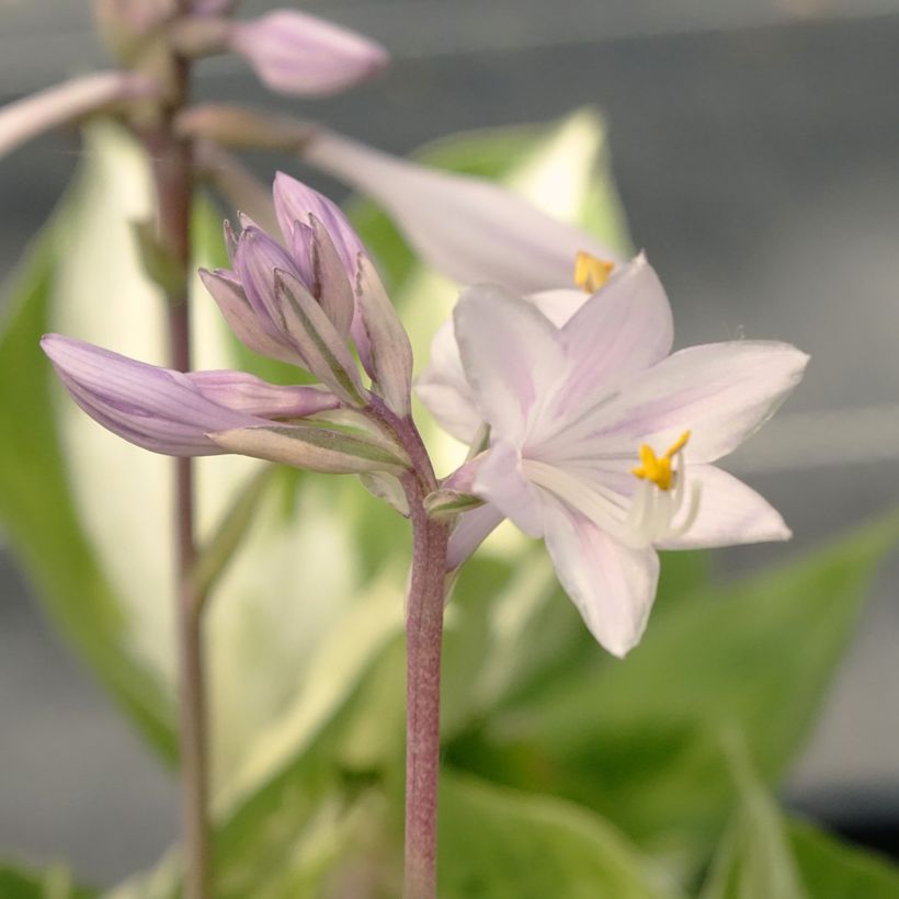 Hosta Revolution - Garten-Funkie (Blüte)
