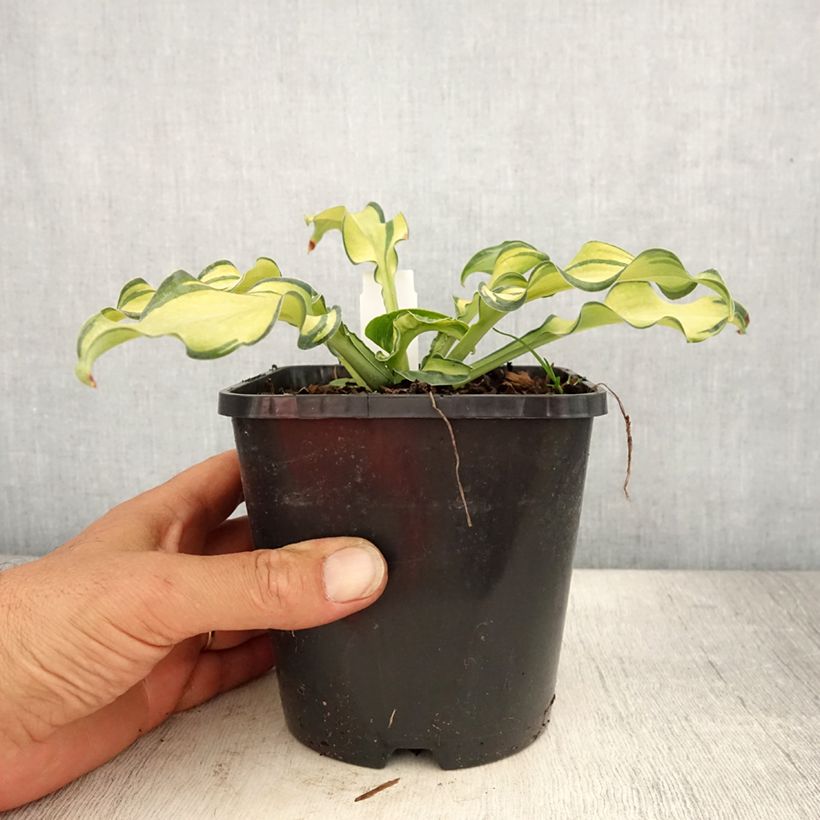 Exemplar von Hosta Ripple Effect - Garten-Funkie Topf mit 1,5L/2L wie im Sommer geliefert