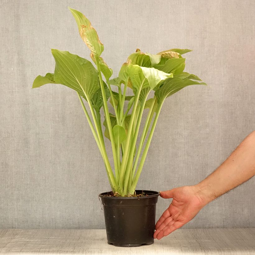 Exemplar von Hosta Royal Standard - Garten-Funkie Topf mit 2L/3L wie im Sommer geliefert