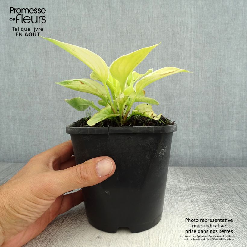 Exemplar von Hosta Saint Elmo's Fire - Garten-Funkie Topf mit 1,5L/2L wie im Sommer geliefert