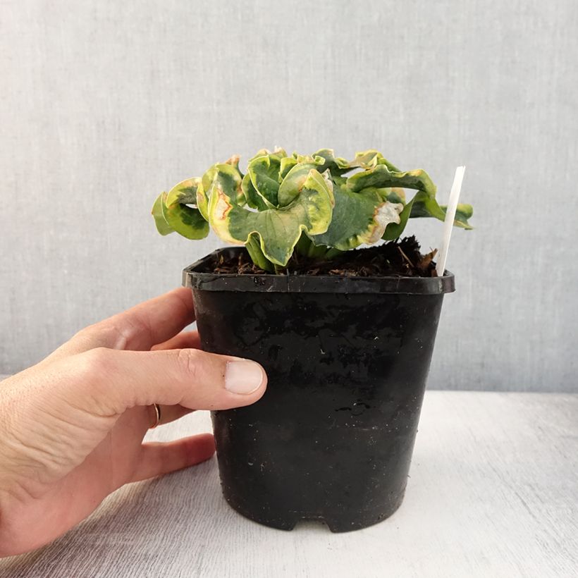 Exemplar von Hosta School Mouse - Garten-Funkie Topf mit 1,5L/2L wie im Sommer geliefert