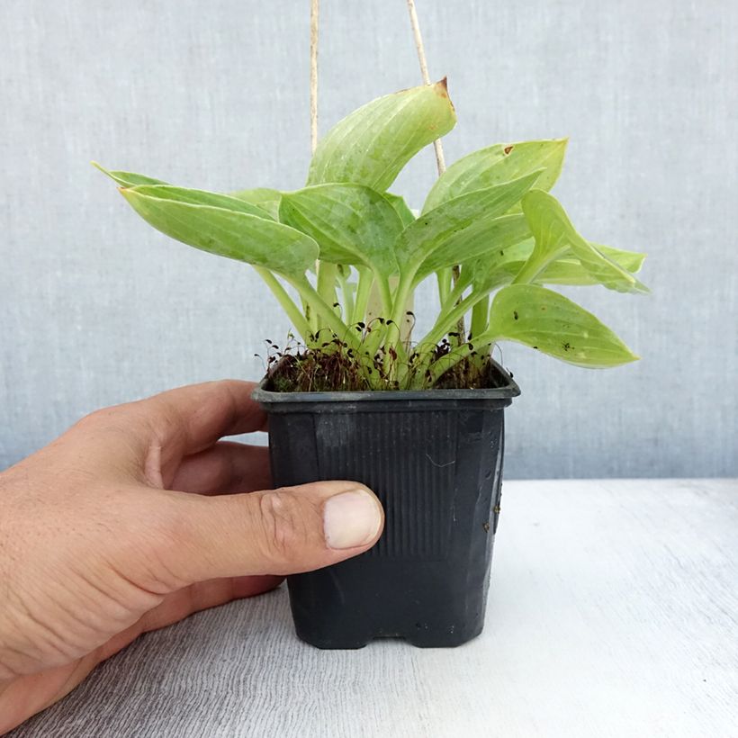 Exemplar von Hosta sieboldiana - Garten-Funkie Kleine Töpfe von 8/9 cm wie im Sommer geliefert