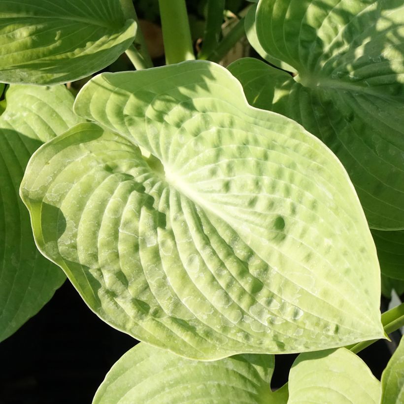 Hosta sieboldiana - Garten-Funkie (Laub)