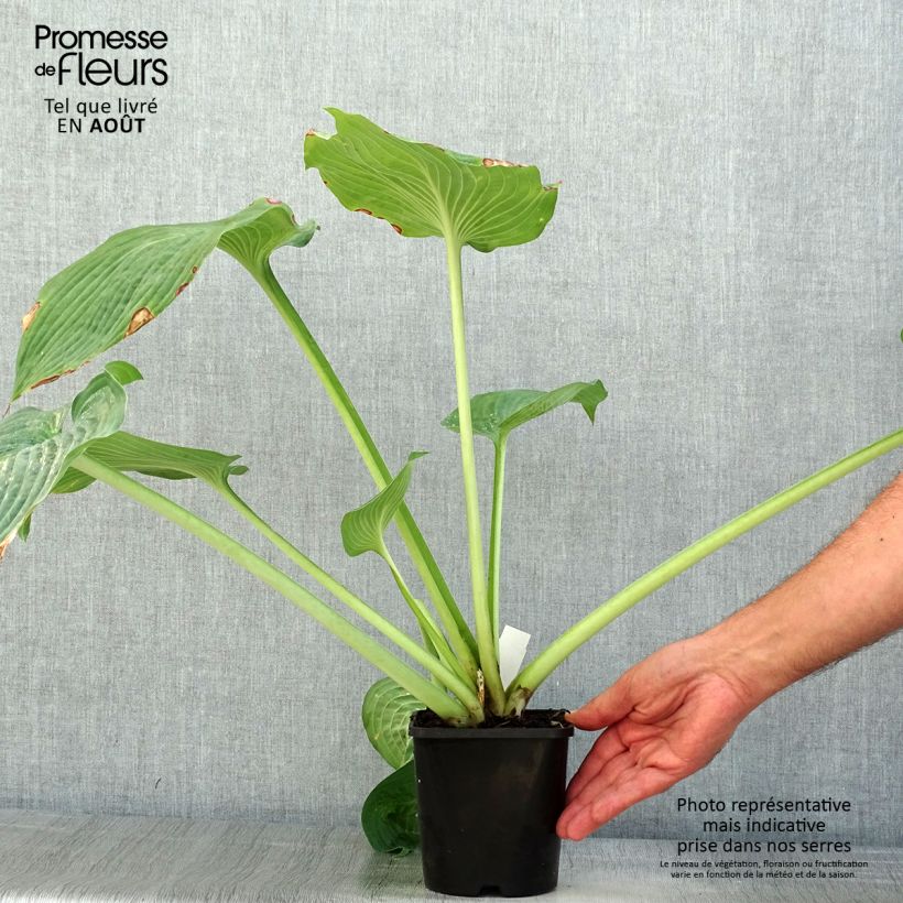 Exemplar von Hosta sieboldiana elegans - Garten-Funkie Topf mit 1,5L/2L wie im Sommer geliefert