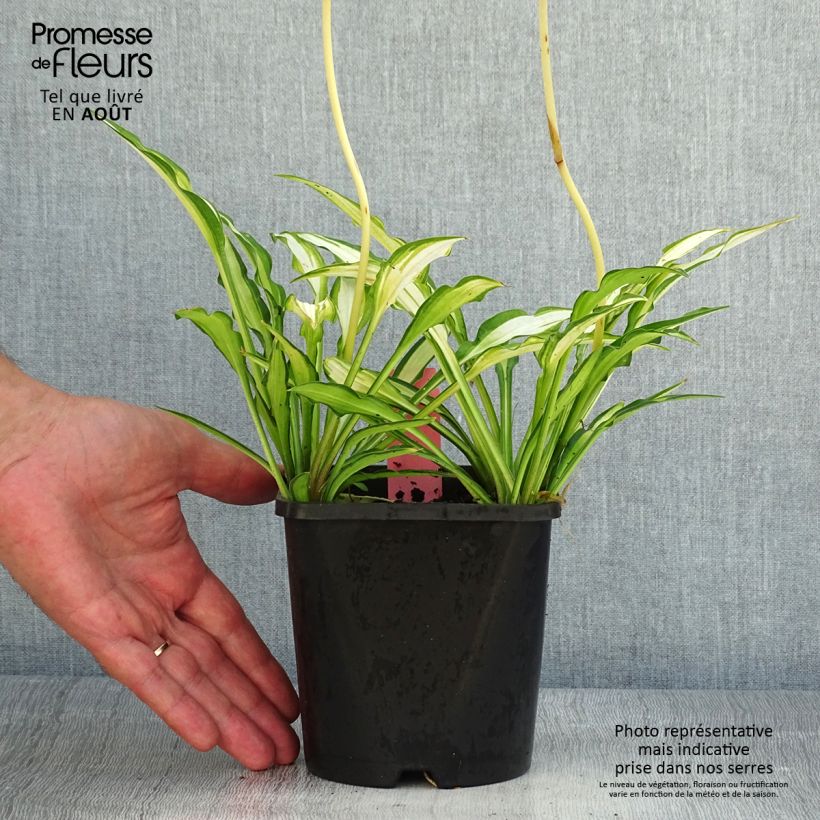 Exemplar von Hosta Sizzle - Garten-Funkie Topf mit 1,5L/2L wie im Sommer geliefert