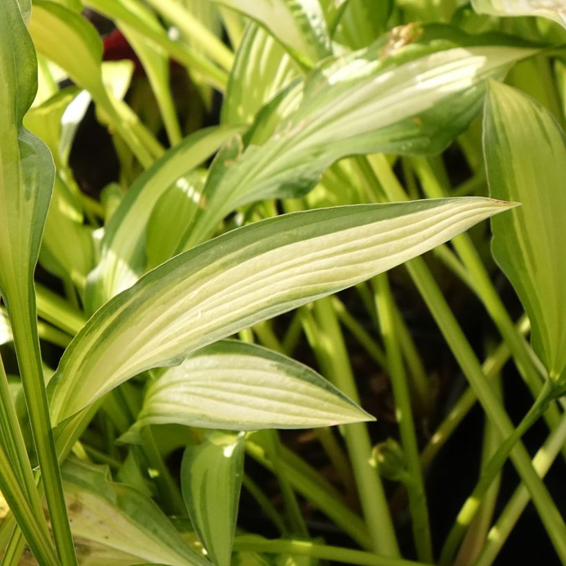 Hosta Sizzle - Garten-Funkie (Laub)
