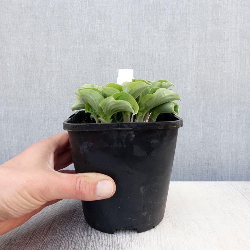 Exemplar von Hosta Smiling Mouse - Garten-Funkie Topf mit 1,5L/2L wie im Frühjahr geliefert