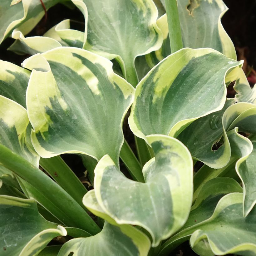 Hosta Smiling Mouse - Garten-Funkie (Laub)