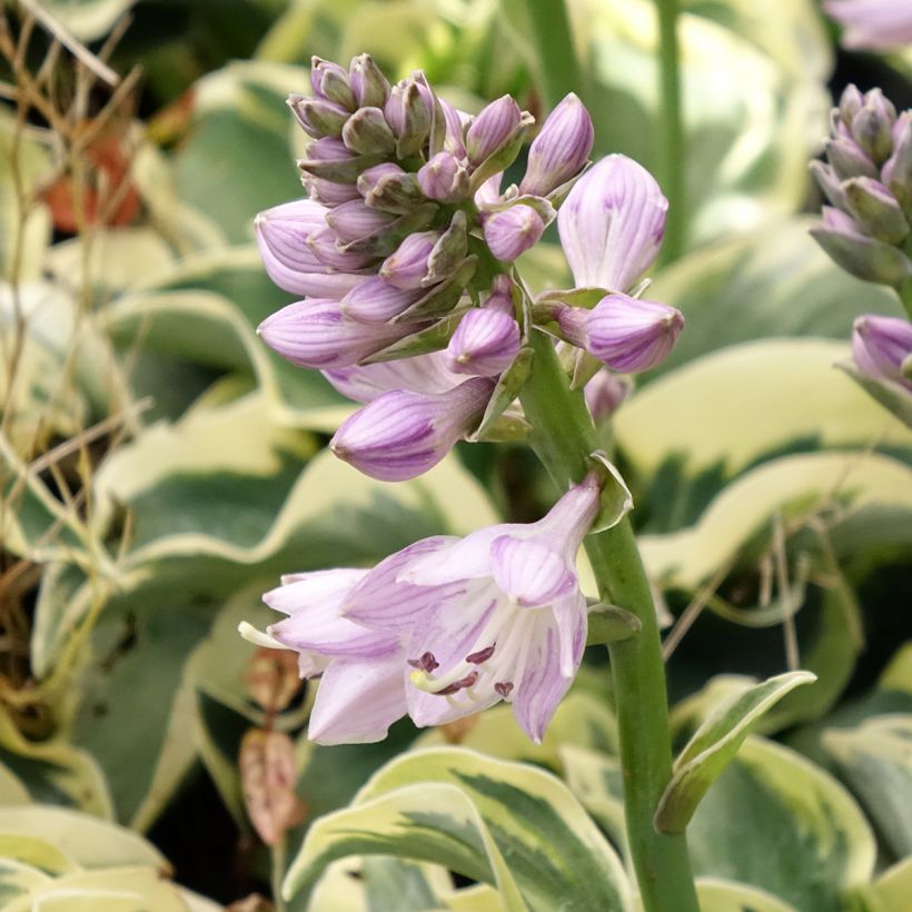 Hosta Smiling Mouse - Garten-Funkie (Blüte)