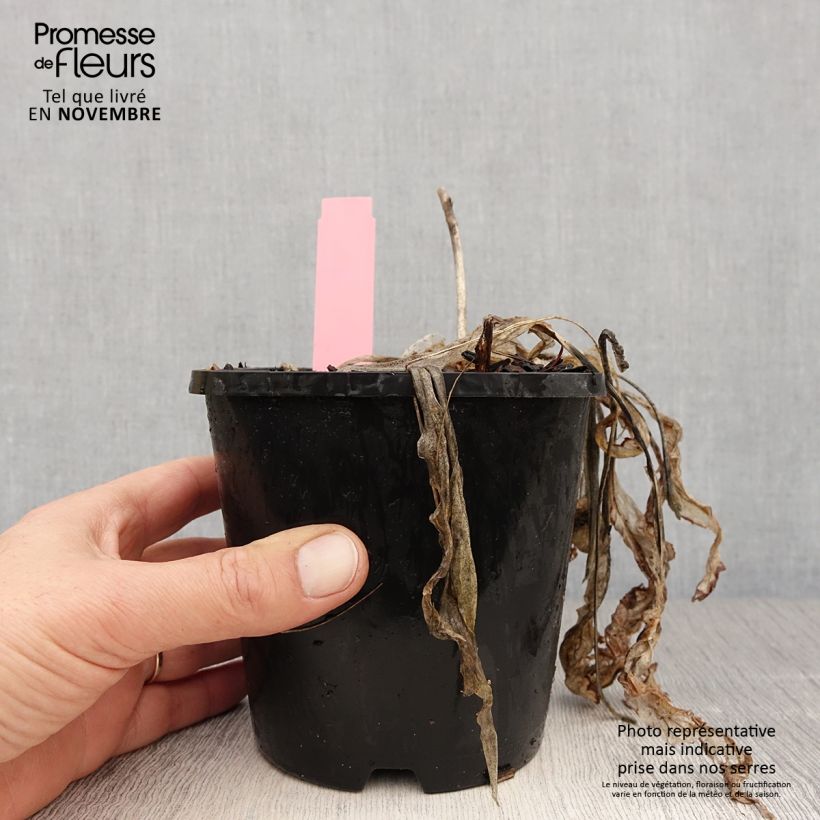 Exemplar von Hosta Spartacus - Garten-Funkie Topf mit 1,5L/2L wie im Herbst geliefert