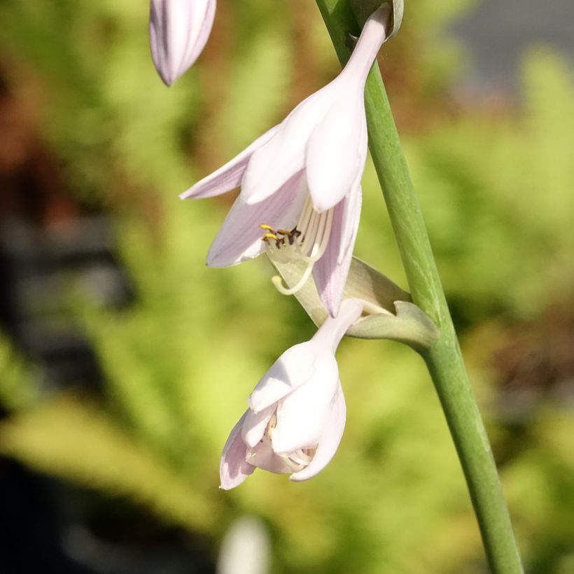 Hosta Sum and Substance - Garten-Funkie (Blüte)