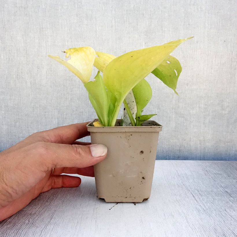 Exemplar von Hosta Summer Breeze - Garten-Funkie Kleine Töpfe von 8/9 cm wie im Sommer geliefert
