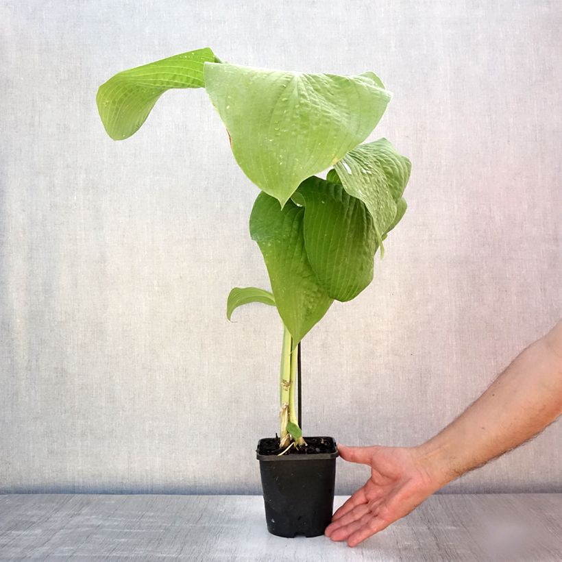 Exemplar von Hosta T Rex - Garten-Funkie Topf mit 1,5L/2L wie im Sommer geliefert