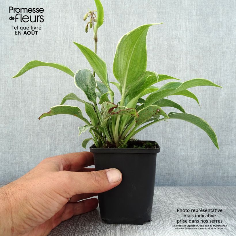 Exemplar von Hosta tardiana El Niño - Garten-Funkie Kleine Töpfe von 8/9 cm wie im Sommer geliefert