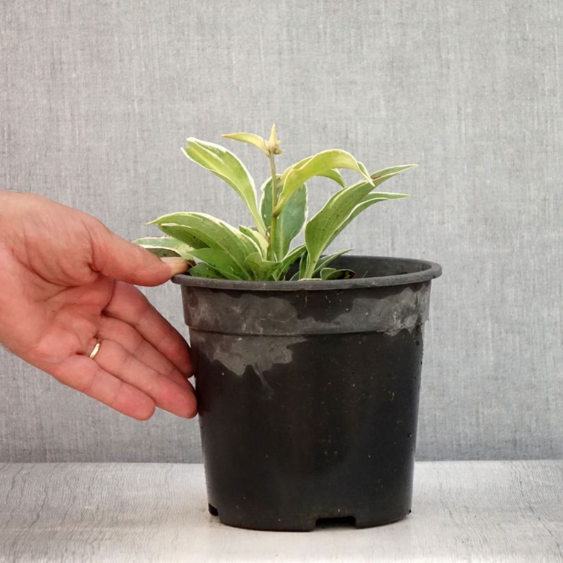 Exemplar von Hosta tardiana El Niño - Garten-Funkie Topf mit 2L/3L wie im Sommer geliefert
