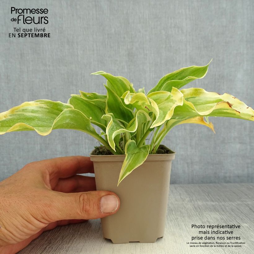 Exemplar von Hosta The King - Garten-Funkie Kleine Töpfe von 8/9 cm wie im Sommer geliefert