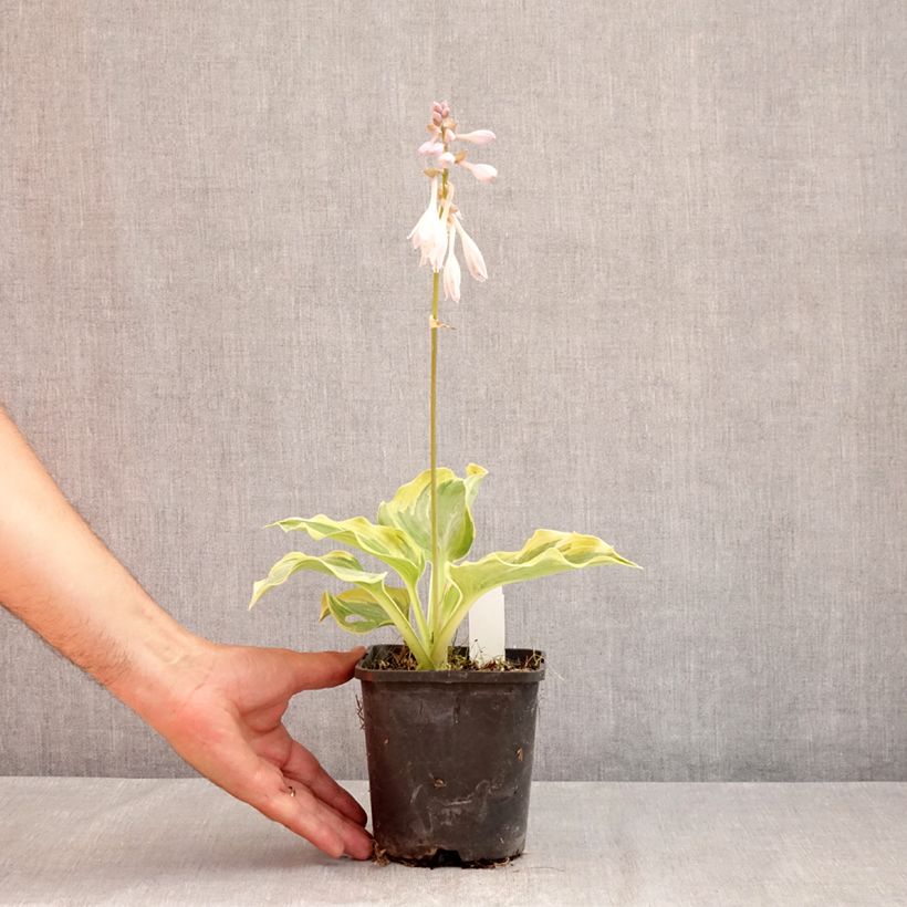 Exemplar von Hosta The King - Garten-Funkie Topf mit 1,5L/2L wie im Sommer geliefert