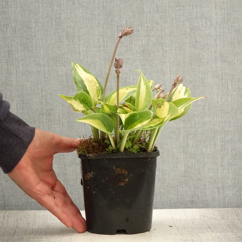 Exemplar von Hosta Touch Of Class - Garten-Funkie Topf mit 1,5L/2L wie im Sommer geliefert
