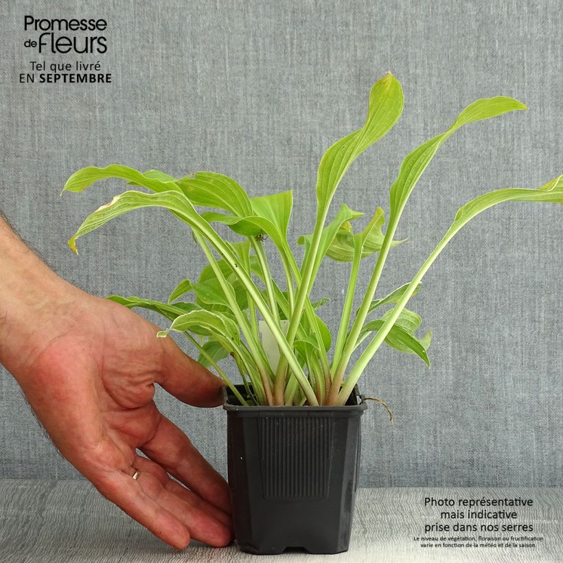 Exemplar von Hosta undulata albomarginata - Garten-Funkie Kleine Töpfe von 8/9 cm wie im Sommer geliefert