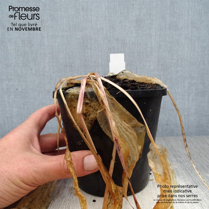 Exemplar von Hosta Volcano Island - Garten-Funkie Topf mit 1,5L/2L wie im Herbst geliefert
