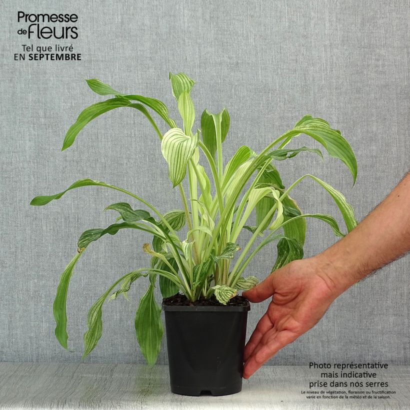 Exemplar von Hosta White Feather - Garten-Funkie Topf mit 1,5L/2L wie im Sommer geliefert