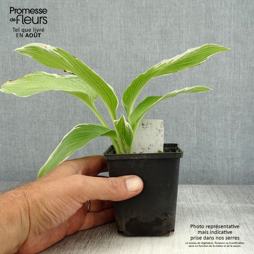 Exemplar von Hosta White On - Garten-Funkie Kleine Töpfe von 8/9 cm wie im Sommer geliefert