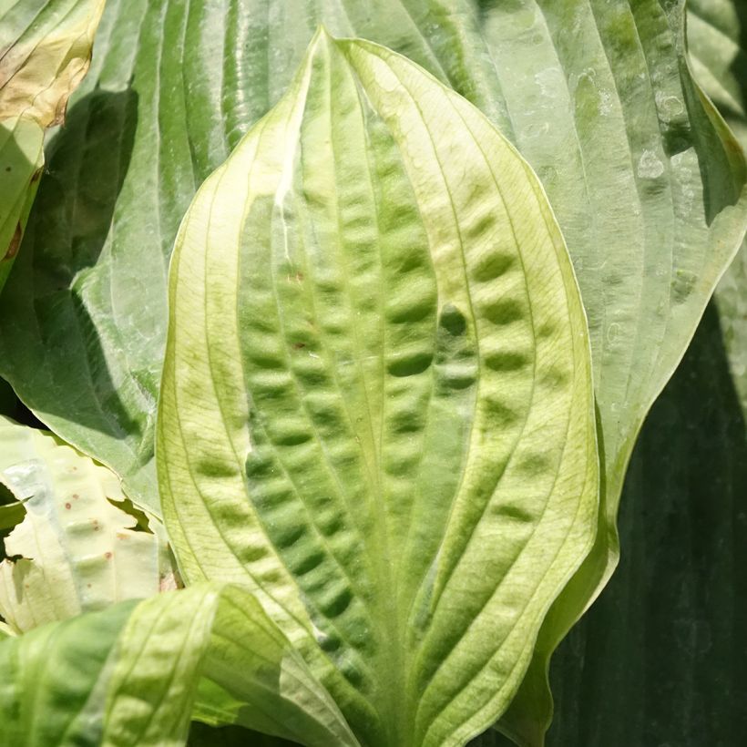 Hosta Yellow Polka Dot Bikini - Garten-Funkie (Laub)