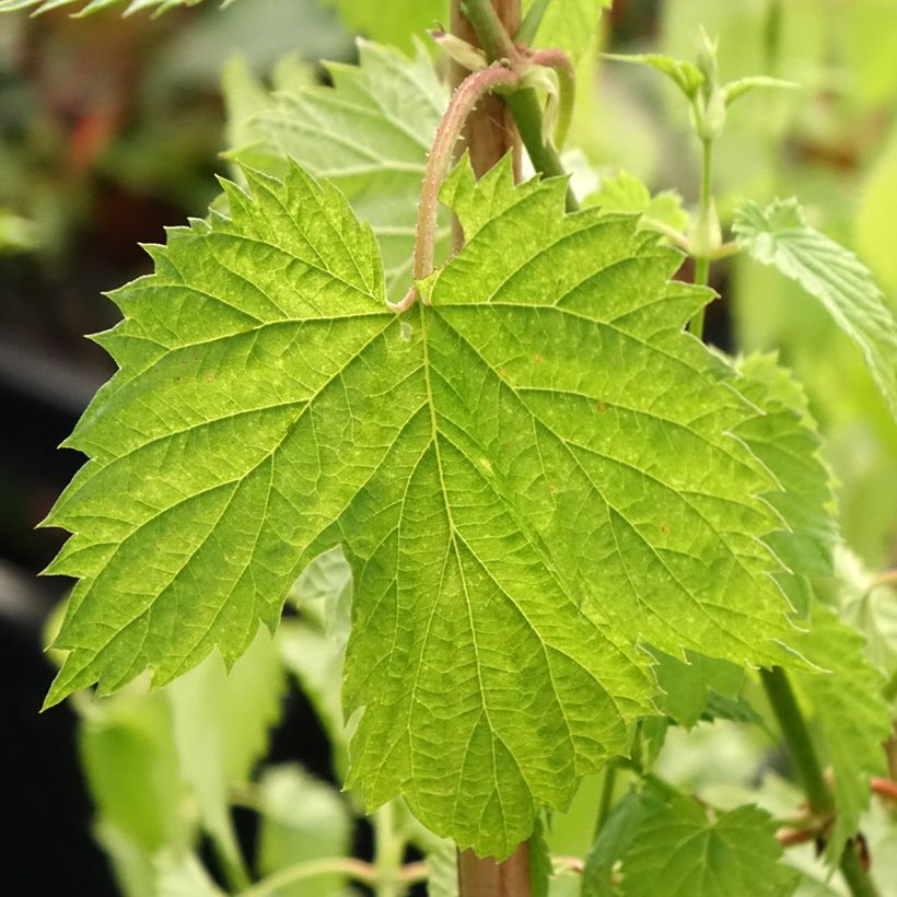 Humulus lupulus Hallertauer Tradition - Hopfen (Laub)