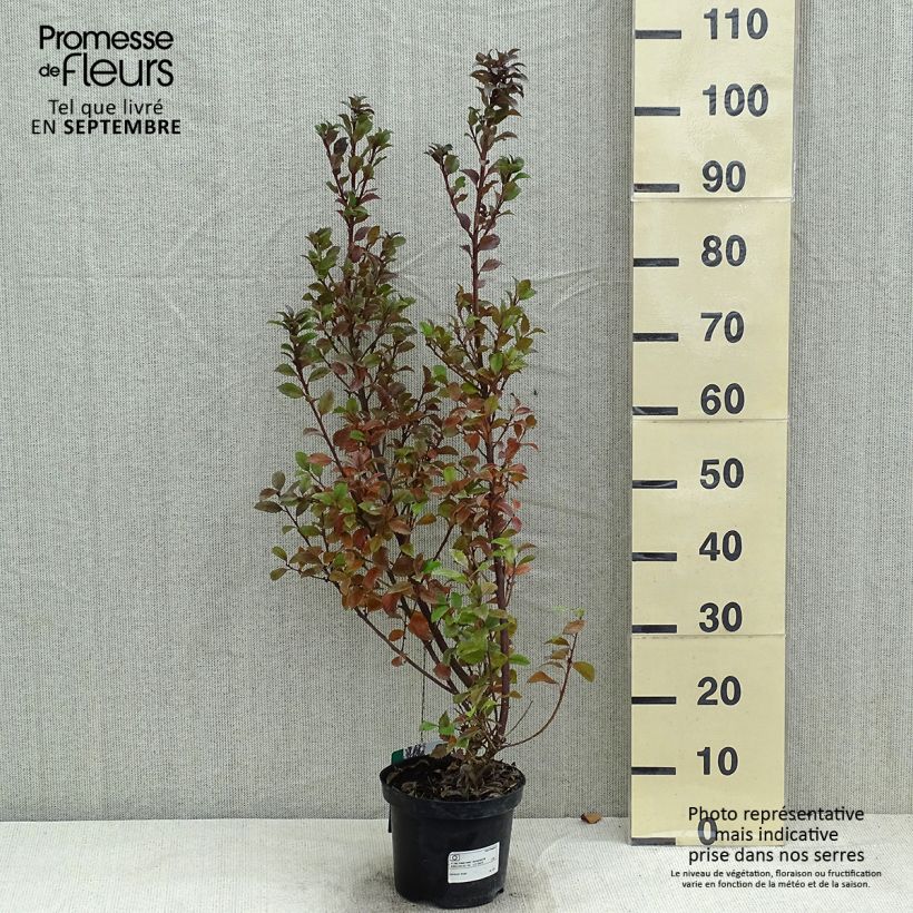 Exemplar von Stechpalme Heckenstar - Ilex meserveae Topf mit 2L/3LGelieferte Höhe ca. 30/40cm wie im Sommer geliefert
