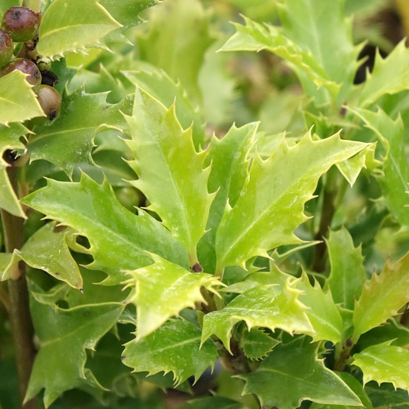 Stechpalme Magical Amoro Rosso - Ilex meserveae (Laub)