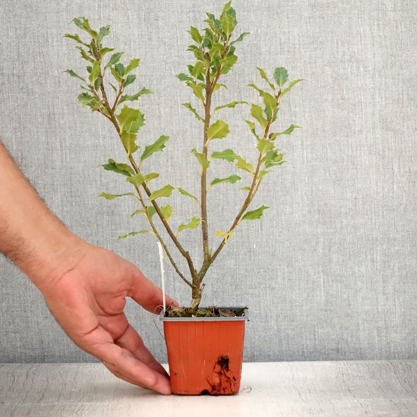 Exemplar von Stechpalme Magical Amoro Rosso - Ilex meserveae Kleine Töpfe von 8/9 cm wie im Sommer geliefert