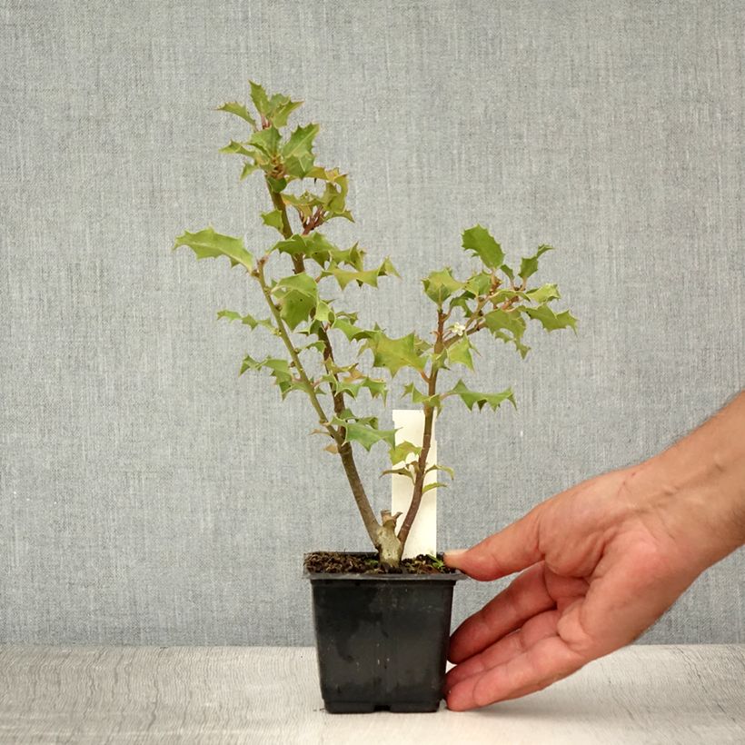 Exemplar von Europäische Stechpalme - Ilex aquifolium Kleine Töpfe von 8/9 cm wie im Sommer geliefert