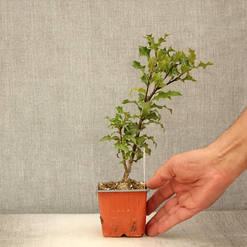 Exemplar von Fruchtende Stechpalme JC Van Tol - Ilex aquifolium Kleine Töpfe von 8/9 cmGelieferte Höhe ca. 10/15cm wie im Sommer geliefert