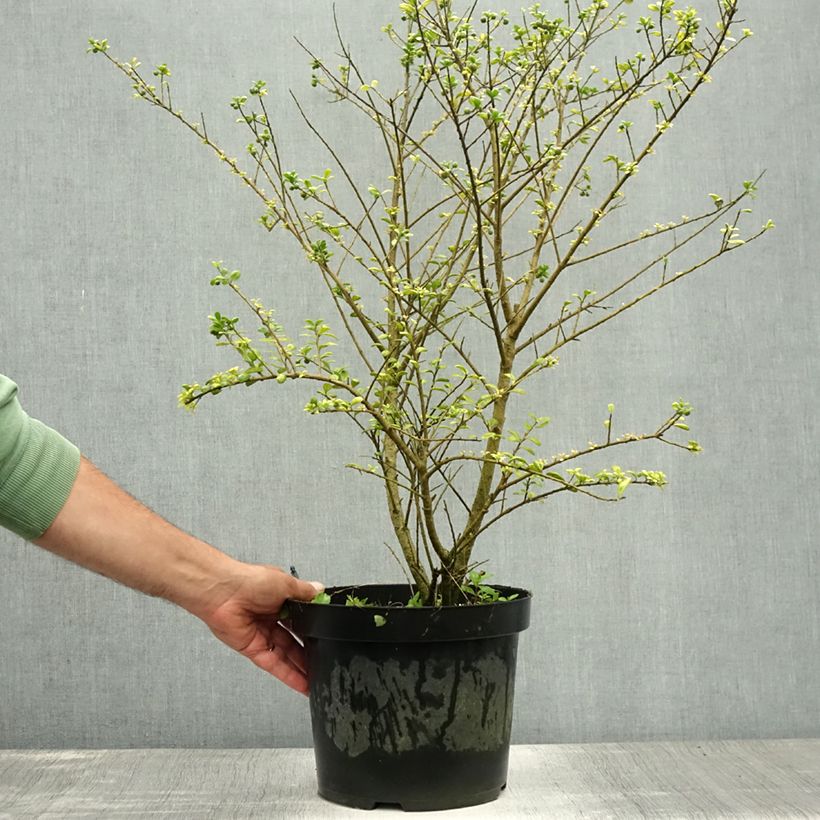 Exemplar von Japanische Stechpalme Convexa (In eine Kugel schneiden) - Ilex crenata Topf mit 7,5L/10L wie im Sommer geliefert
