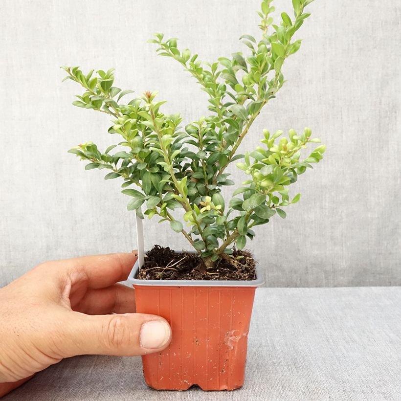 Exemplar von Japanische Stechpalme Convexa (In eine Kugel schneiden) - Ilex crenata Kleine Töpfe von 8/9 cm wie im Sommer geliefert