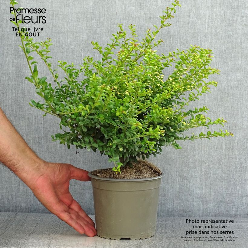 Exemplar von Japanische Stechpalme Convexed Gold - Ilex crenata Topf mit 2L/3L wie im Sommer geliefert