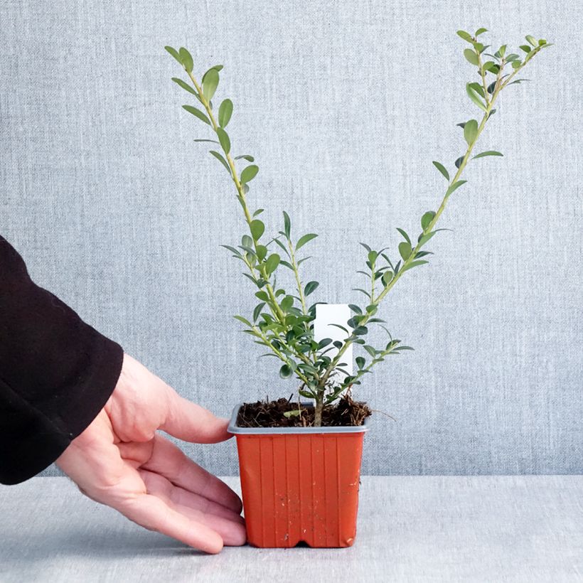 Exemplar von Japanische Stechpalme Glory Gem - Ilex crenata Kleine Töpfe von 8/9 cm wie im Winter geliefert