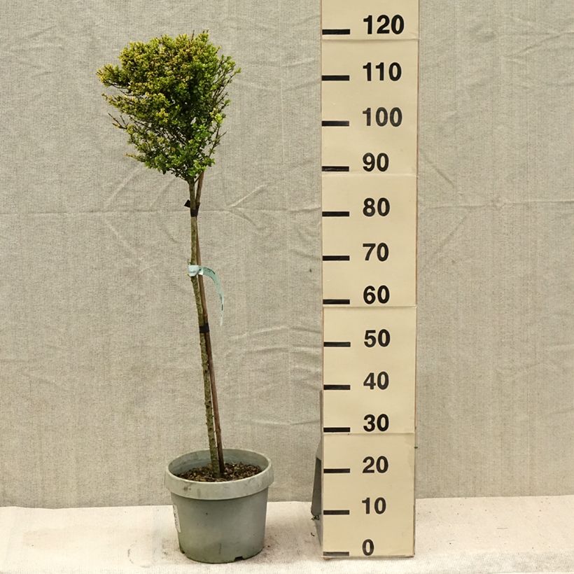 Exemplar von Japanische Stechpalme Kinme - Ilex crenata Topf mit 7,5L/10L wie im Sommer geliefert