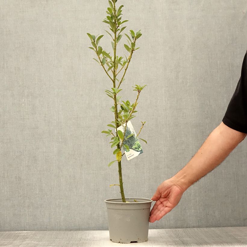 Exemplar von Stechpalme Heckenpracht - Ilex meserveae Topf mit 2L/3L wie im Sommer geliefert