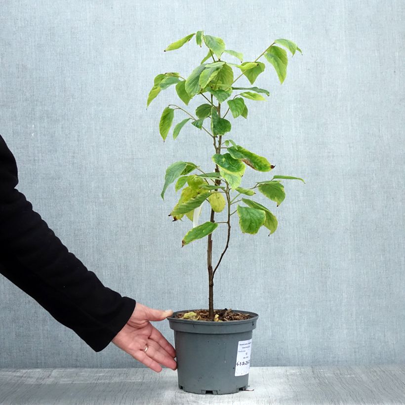 Exemplar von Japanischer Rosinenbaum - Hovenia dulcis Topf mit 2L/3L wie im Herbst geliefert