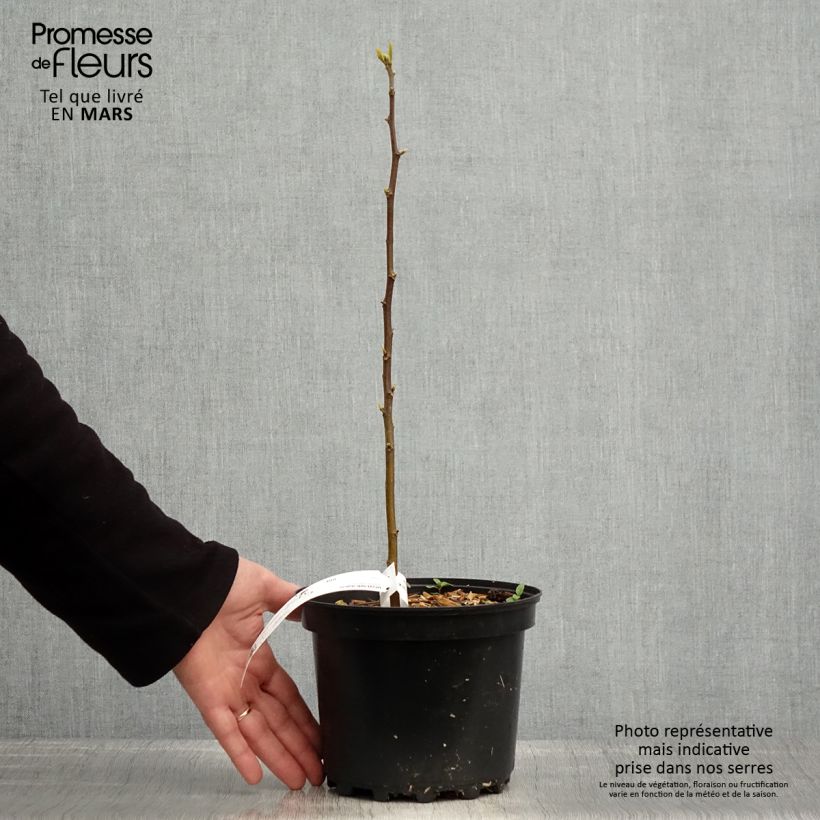Exemplar von Japanischer Rosinenbaum - Hovenia dulcis Topf mit 2L/3L wie im Frühjahr geliefert