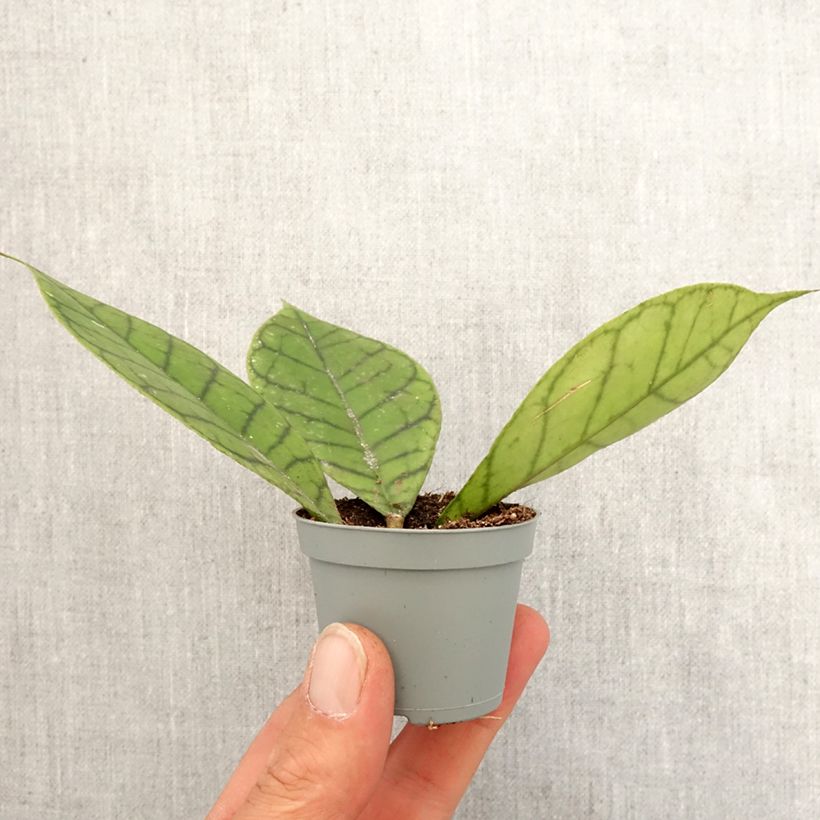 Exemplar von Hoya callistophylla - Porzellanblume Mini-plante wie im Frühjahr geliefert