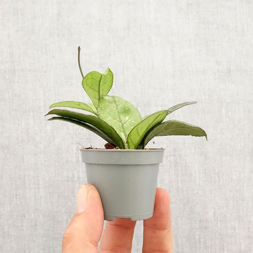Exemplar von Hoya callistophylla Sabah - Porzellanblume Mini-plante wie im Frühjahr geliefert