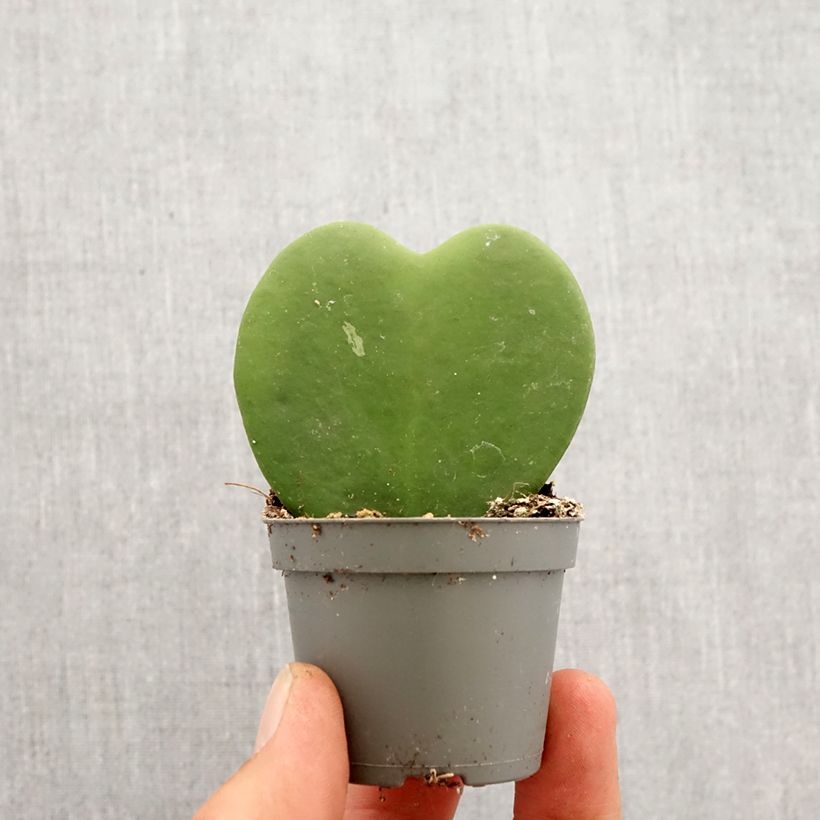 Exemplar von Hoya kerrii - Herzblatt-Pflanze Mini-plante wie im Frühjahr geliefert