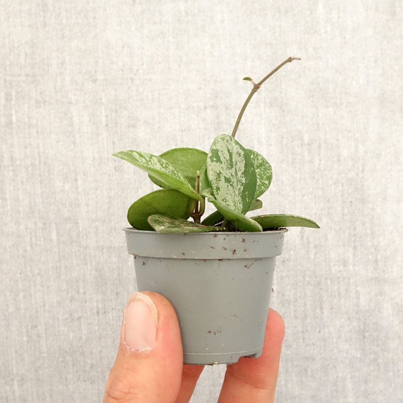Exemplar von Hoya Mathilde Splash - Porzellanblume Mini-plante wie im Frühjahr geliefert