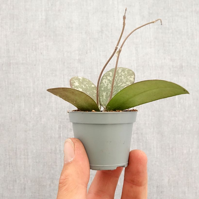 Exemplar von Hoya sigillatis - Porzellanblume Mini-plante wie im Frühjahr geliefert