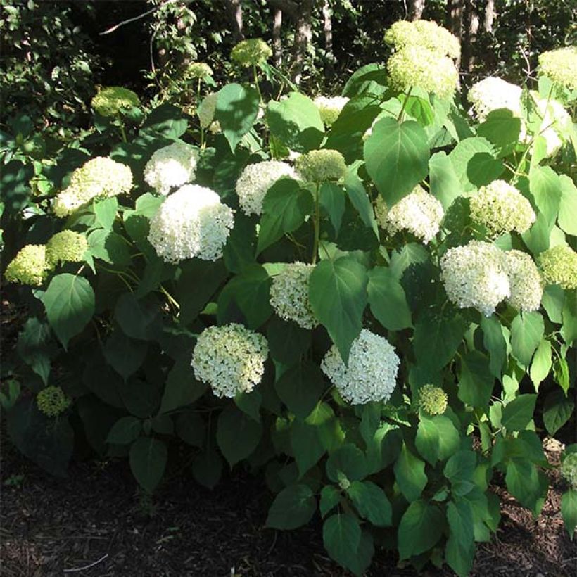 Schneeballhortensie Annabelle - Hydrangea arborescens (Hafen)