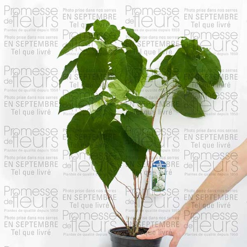 Beispiel eines Exemplars von Schneeballhortensie Bella Anna - Hydrangea arborescens Topf mit 4L/5LGelieferte Höhe ca. 60/70cm wie geliefert